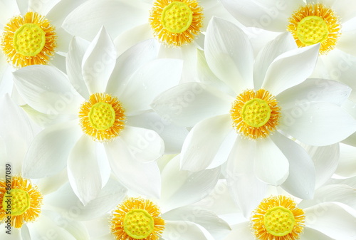 Fototapeta Naklejka Na Ścianę i Meble -  White blossom lotus flower background.