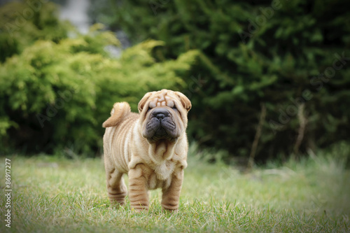 Chinese Shar pei puppy portrait