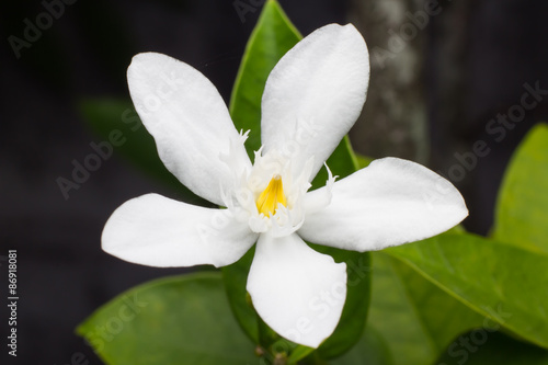 Fototapeta Naklejka Na Ścianę i Meble -  White Flower Isolated on Black Background