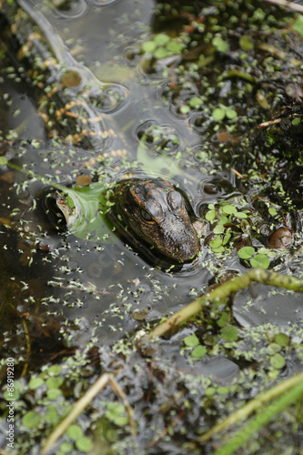 American Alligator (Alligator mississippiensis), portrait, Everglades National Park, Florida, United States, North America