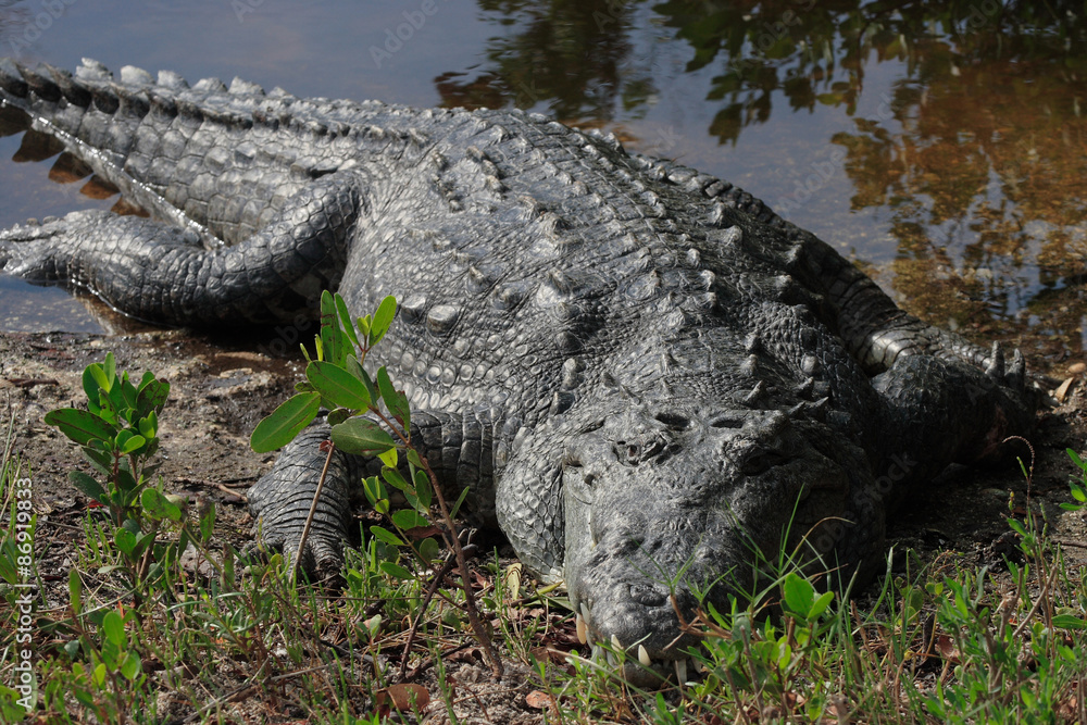 Obraz premium American Crocodile (Crocodylus acutus), Florida, USA, North America