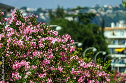 Fototapeta Naklejka Na Ścianę i Meble -  Beautiful Nice city summer day view, France