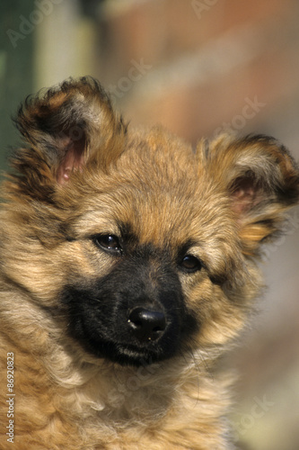 Harzer Fuchs (Harz Fox) (Canidae),portraet, German dog breed photo