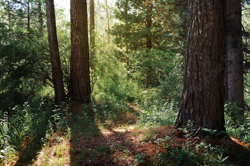 forest landscape