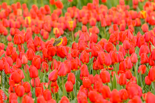 Western yellow wagtail (Motacilla flava) perching on a tulip © o0orichard