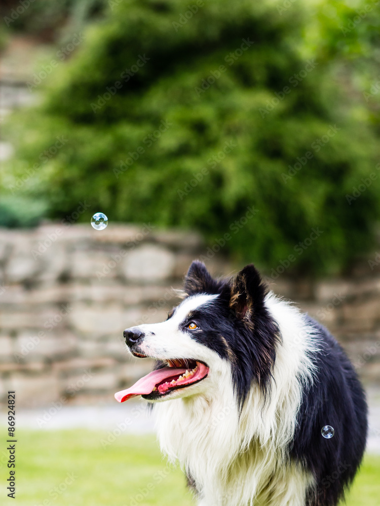 Dog, border collie, watching bubble