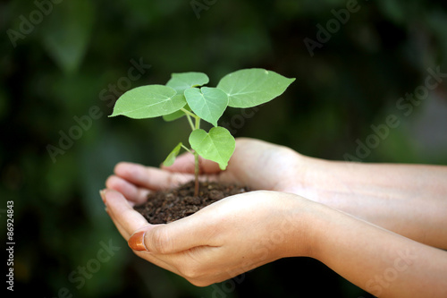 Hands holding young plant
