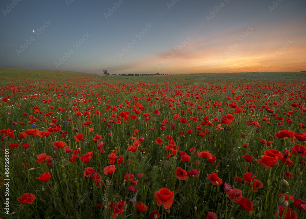 Sunset over poppy meadow