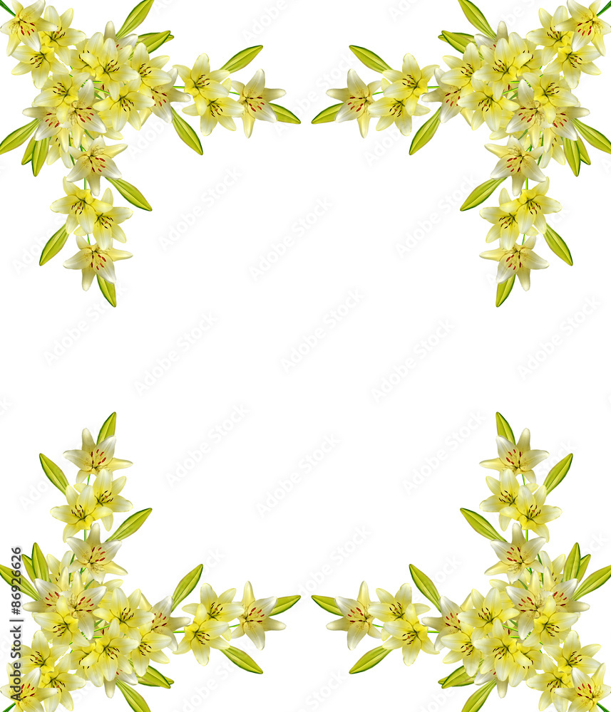 lily flowers isolated on white background lily flowers isolated on white background