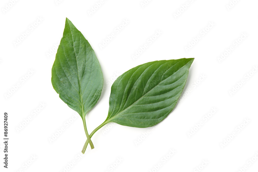 basil leaf basil leaf