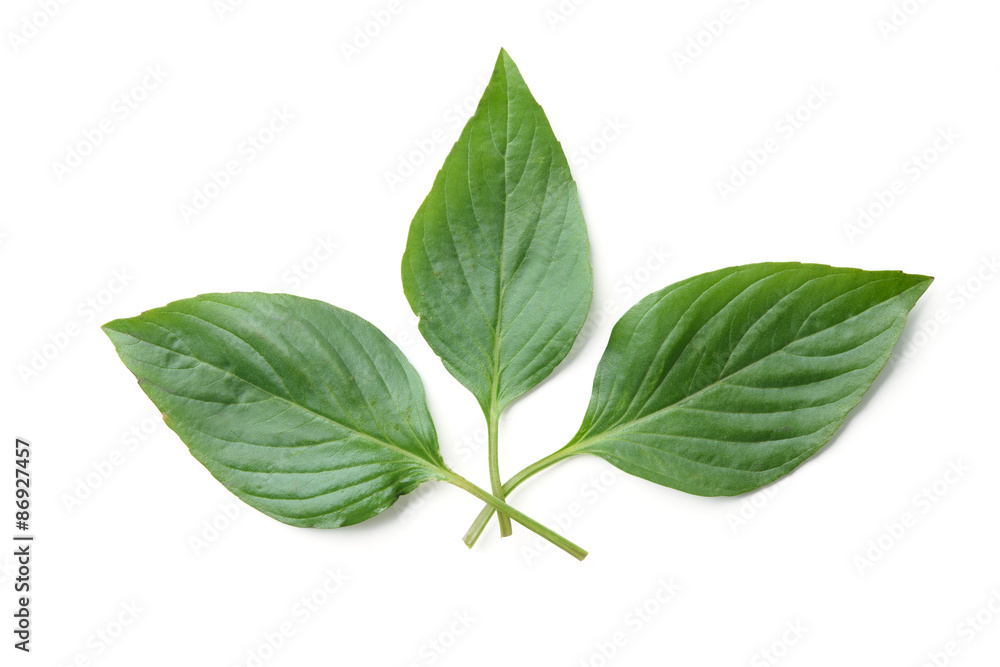 basil leaf basil leaf
