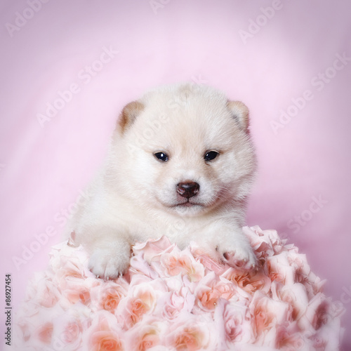 Shiba Inu puppy with pink roses