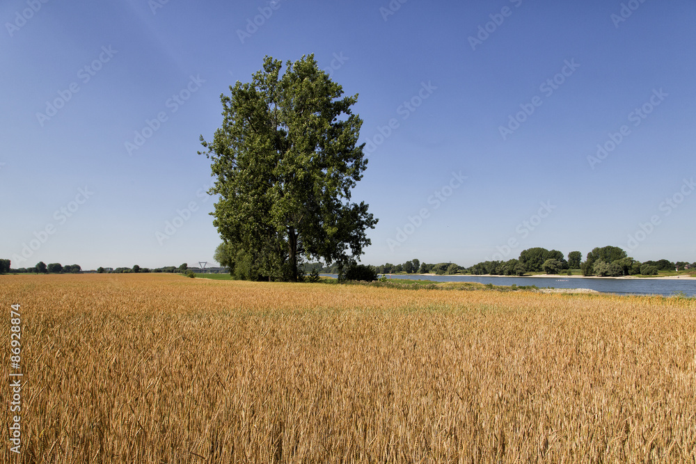 Kornfeld bei Düsseldorf