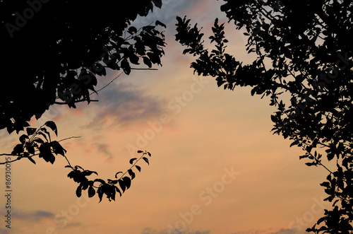 Silhouette of tree branches with leaves on orange sky © cobracz