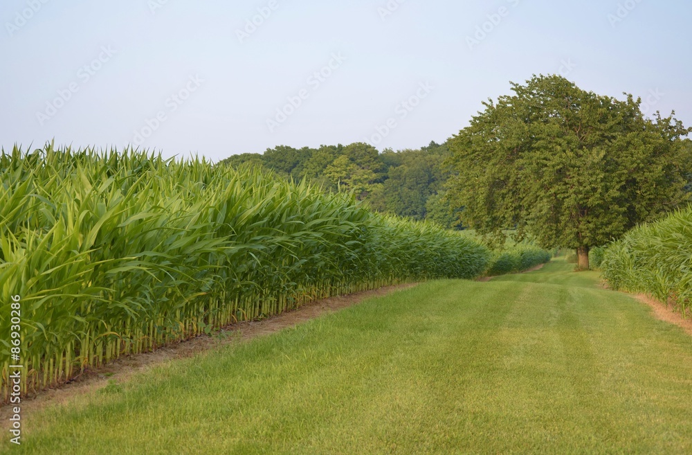 Healthy fields of tall corn divided by green grass Healthy fields of tall corn divided by green grass