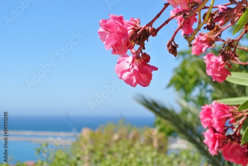 Pink oleander flowers against clear blue sky, on a sunny day. Can serve as a summer background; blue copyspace.