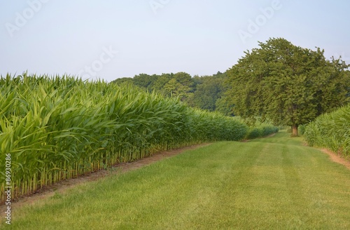 Healthy fields of tall corn divided by green grass