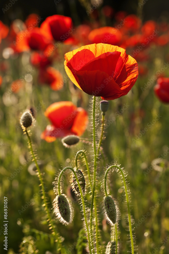 Obraz premium beautiful blooming poppies