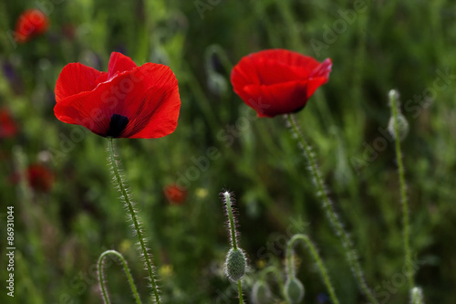 beautiful blooming poppies