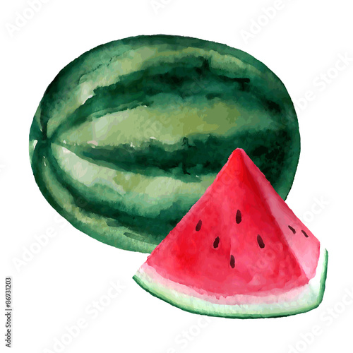 Vector watercolor hand drawn watermelon illustration. photo