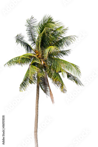 Coconut palm tree, Coco green leaves isolated