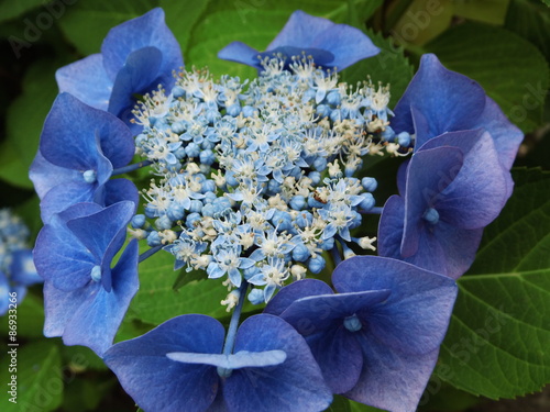Photos Tellerhortensie