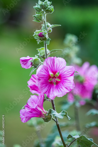 Fototapeta Naklejka Na Ścianę i Meble -  Geraniums