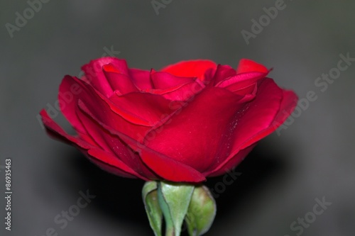 Rote Rose Portrait