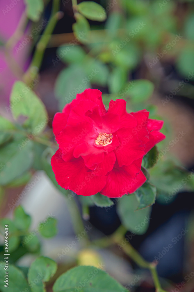 Obraz premium beautiful flowers