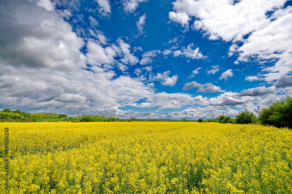 Rape field Rape field