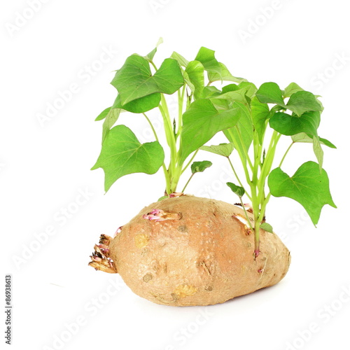 Germinated growing sweet  potato with shoots on white background