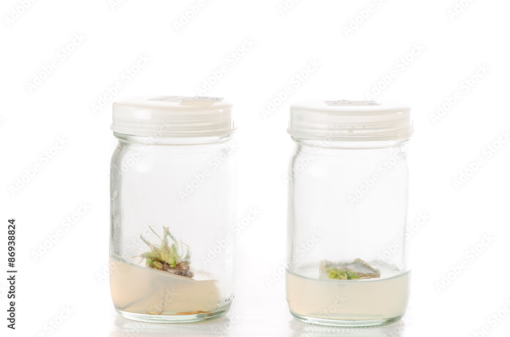 plant tissue culture plant tissue culture