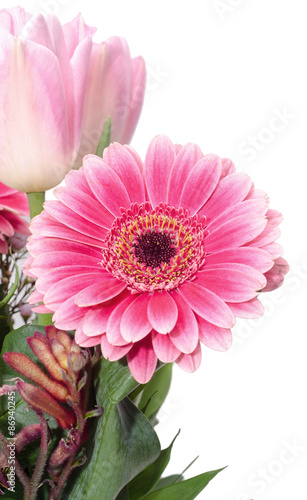 Pink Chrysanthemums, mums or chrysanths flower