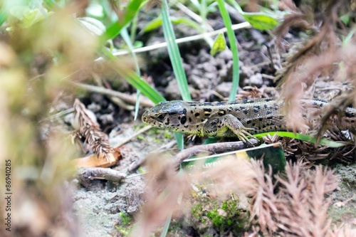 Eidechse im Wald