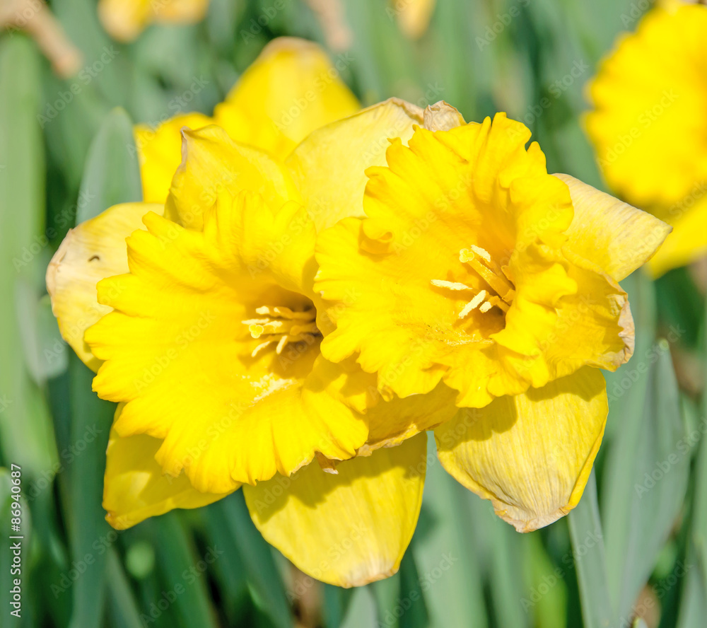 Yellow daffodils, narcissus flowers, green field. Yellow daffodils, narcissus flowers, green field.