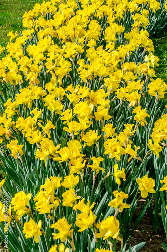 Yellow daffodils, narcissus flowers, green field © Negoi Cristian