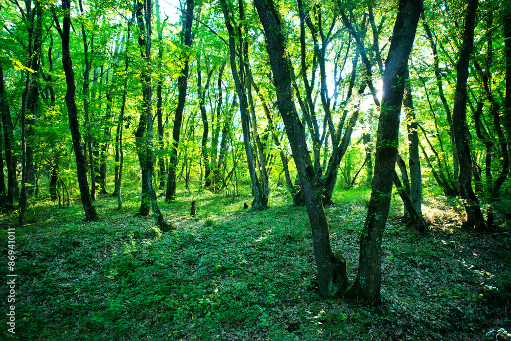 forest forest