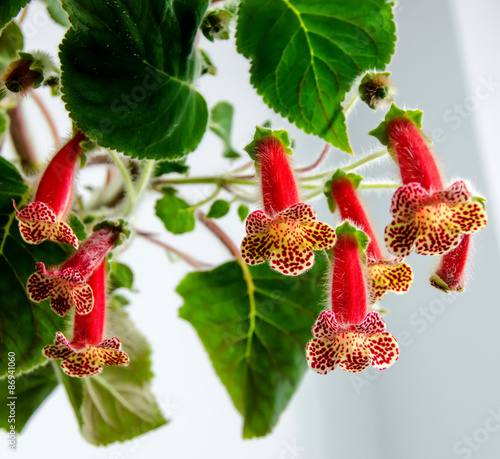 Red-yellow Kohleria flowers photo