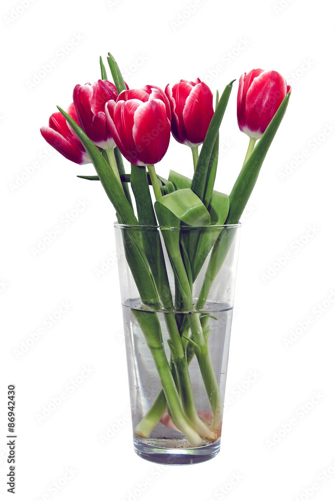 Red tulips in a vase filled with water Red tulips in a vase filled with water