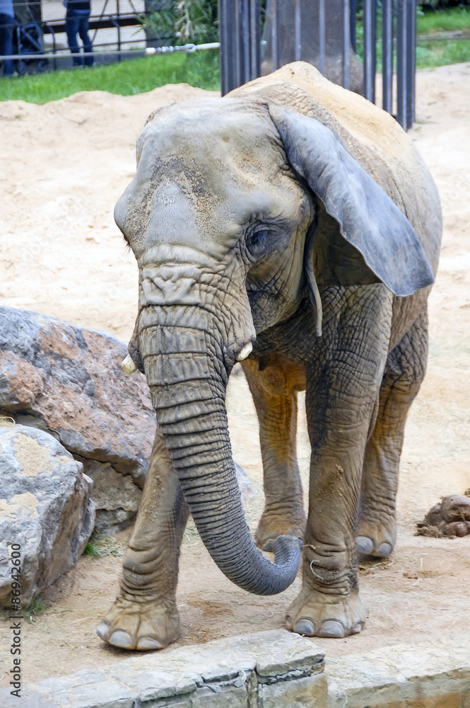 An elephant at a Zoo Park