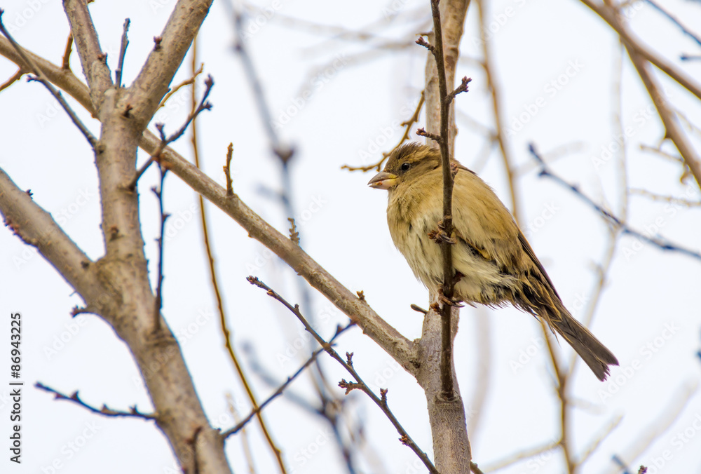 Vivid colored sparrow eating on a branch Vivid colored sparrow eating on a branch