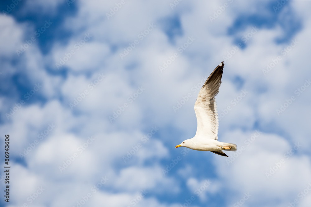 Obraz premium Seagull flying to the left on a blue sky with white clouds
