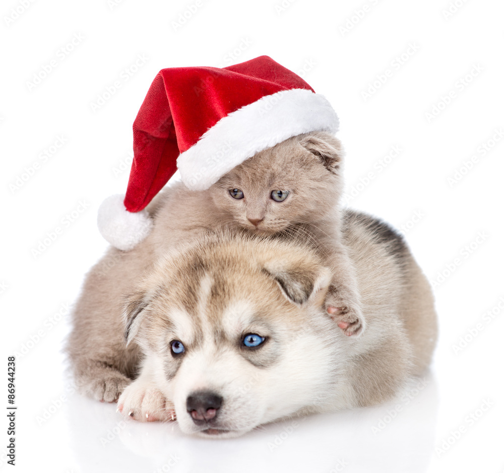 Scottish kitten and Siberian Husky puppy with santa hat. isolate Scottish kitten and Siberian Husky puppy with santa hat. isolate