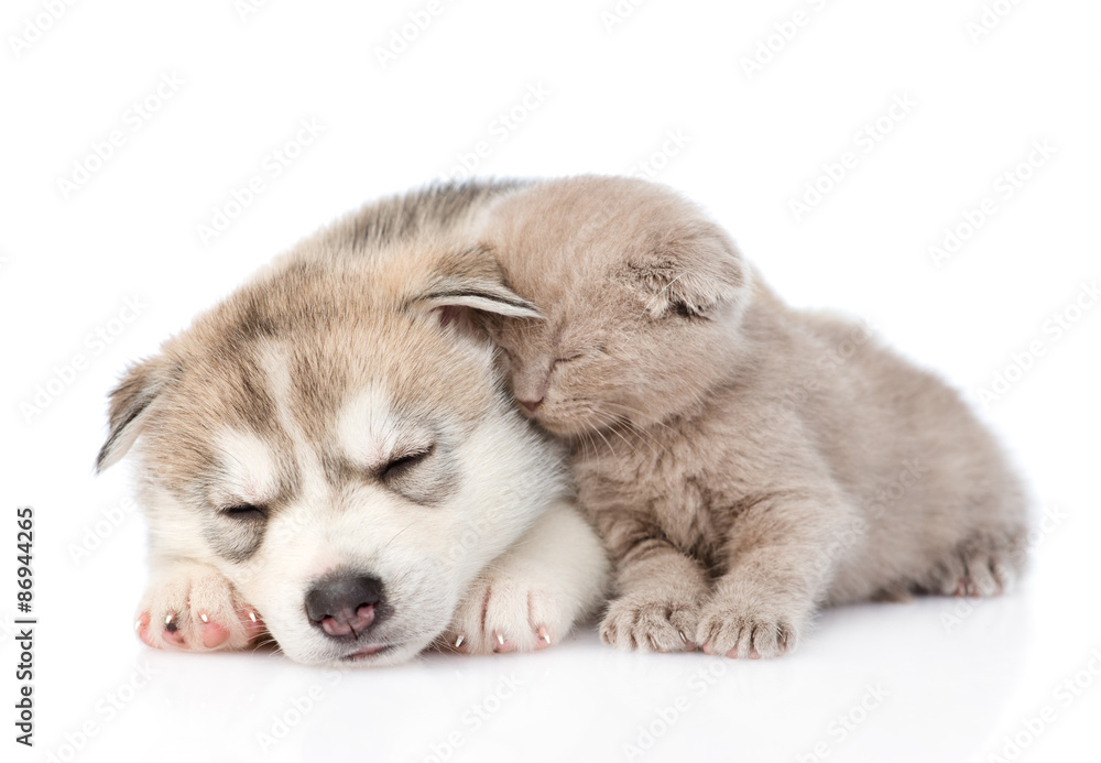  scottish kitten and Siberian Husky puppy sleeping together. iso
