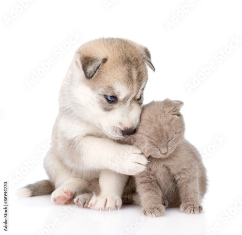 scottish kitten and Siberian Husky puppy together. isolated on
