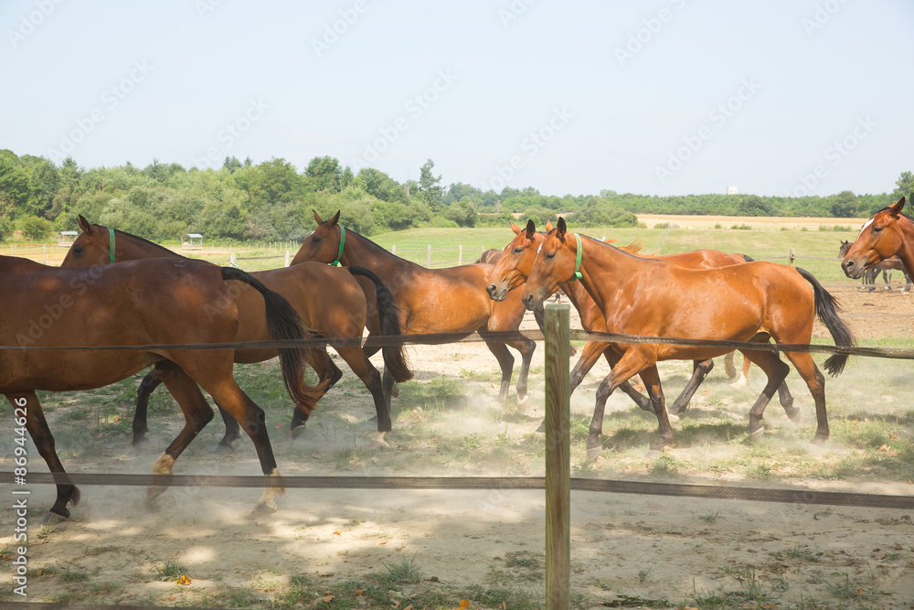 Chevaux Chevaux