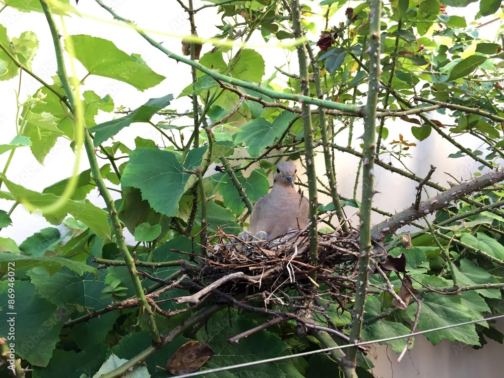Bird mother in the nest with their children 