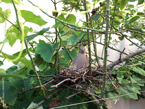 Bird mother in the nest with their children 