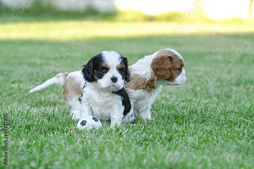 Cavalier king charles spaniel puppy