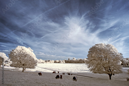 Stunning beautioful unique infra red landscape with false color photo